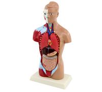 Anatomia umana Viscerale Modello Torso Anatomia Modello Rimovibile