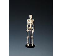 Anatomical chart 5060094800035 My first scheletro (Tiny Tim)