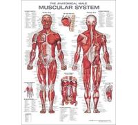 Anatomical Chart Comp The Anatomical Male Muscular System Anatomical Ch (Poster)
