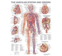 Anatomical Chart Compan The Vascular System and Viscera Anatomical Char (Poster)