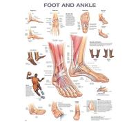 Anatomical Chart Company Foot and Ankle Anatomical Chart (Poster)