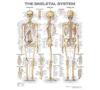 Anatomical Chart Company The Skeletal System Anatomical Chart (Poster)