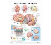 Anatomical Chart The Anatomy of the Brain (Laminated)
