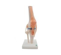 Anatomical Knee Joint with Ligaments Model, Life Size