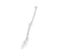 Anatomicamente accurato arto superiore spalla clavicola modello in PVC ideale studenti praticanti osso umano