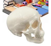 anatomico a forma di teschio, testa scheletrica, accessorio educativo realistico, 9,5 x 7,5 x 6,5 cm, espositore compatto per studio, ideale per insegnare in pprendimento, decorazione