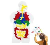 Anatomico Corpo Umano: Modello 3D Educativo con Staccabili, Biologia Di Apprendimento Giocattoli Scientifici per Bambini E Studenti, Supporto Di Studio Medico, Decorazione In