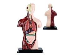 anatomico del busto umano, 24 cm, organo e scheletro staccabili | Compatta altezza di 24,5 cm con una solida base per una facile visualizzazione e studio, parti staccabili con meccanismo a