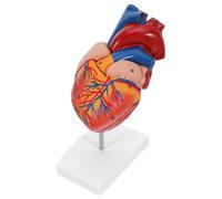 anatomico del cuore: parti realistiche del cuore per l'insegnamento