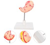 anatomico: didattico dello stomaco umano per l'educazione