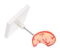 anatomico: didattico dello stomaco umano per l'educazione