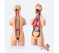 Anatomico, Modello Torso Anatomia Umana 55CM 4D Modello assemblaggio anatomico organi Umani l'insegnamento Istruzione Scuola Rimovibile 19 Pezzi Modello Anatomia Umana Modello Organo del Torso Anatom