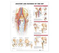 Anatomy and Injuries of the Hip Anatomical