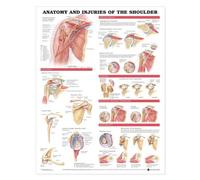 Anatomy and Injuries of the Shoulder Anatomical Chart