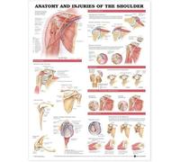 Anatomy and Injuries of the Shoulder Anatomical Chart (Poster)