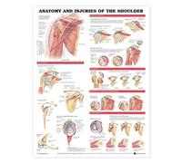 Anatomy And Injuries Of The Shoulder Chart