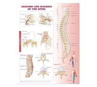Anatomy and Injuries of the Spine Anatomical Chart