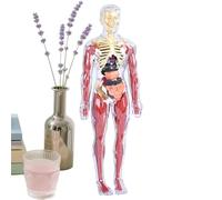 Anatomy Body Model, Educational Human Figure, 30 cm Vita Skeleton for Study, PVC Learning Tool, Classroom Anatomy Display with Removable Organs, Science Teaching Aid for Students Use