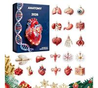 Anatomy Countdown Calendar - 24 Day Christmas Advent - 2D Acrylic Decor | Body Part Tree Ornaments Doctors Nurses Students Teachers Home Office Apartment Classroom Party School Gatherings