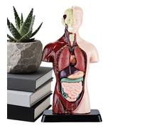 Anatomy Model - Educational Science Kit | Human Body Figure with Detachable Parts, Realistic Anatomy Model with Interactive Learning for Boys Girls Age 6+, Classroom, Home School