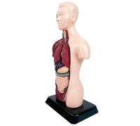 Anatomy Model | Precise Learning Science Kit | Human Anatomy for Kids Learning | for Boys Girls Students Home Playroom Bedroom Study School Classroom