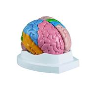 Anatomy ModelLife Size Model Brain in Colour, Teaching Aid by Erler Zimmer