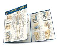 Anatomy of Joints & Ligaments: A Quickstudy Laminated Reference Guide