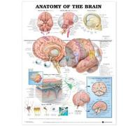 Anatomy of the Brain Anatomical Chart (Poster)