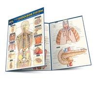 Anatomy of the Endocrine System: A Quickstudy Laminated Reference Guide