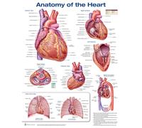 Anatomy of the Heart