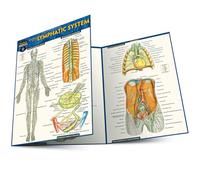 Anatomy of the Lymphatic System: A Quickstudy Laminated Reference Guide