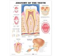 Anatomy of the Teeth Anatomical Chart (Poster)