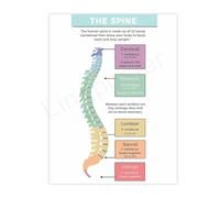 Anatomy Reference Poster Spine and Nerve Pathways Chart Canvas Wall-Art for Chiropractic Student Study Office(Framed,12x18inch(30x45cm))