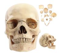 Anatomy Skull Scientific 1: 2 Modello di cranio staccabile 15 parti cranio umano realistico 5.8x4x3.4in Modello di cranio anatomia per lo studio dei manichini di insegnamento ArtSupplies