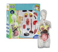 Anatomy Study Kit, Pregnancy Model Set, 3.7x3.7x8.46 inches Educational Body Assembly System, Human Structure Display Design, Science Learning Tool for Classroom Biology Use