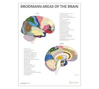 AnatomyStuff Brodmann - Poster anatomico delle aree del cervello, 45 x 60 cm, diagramma di mappatura del cervello, strumento di studio delle neuroscienze