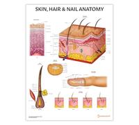 AnatomyStuff, grafico anatomico per pelle, capelli e unghie, 45 x 60 cm, 18 x 24 pollici, anatomia umana, sistema tegumentario, poster di dermatologia anatomica, strumento di apprendimento estetico