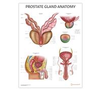 AnatomyStuff Grafico di anatomia della prostata 45 x 60 cm, diagramma del sistema riproduttivo maschile, educazione alla salute maschile, poster urologico