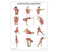 AnatomyStuff Poster con anatomia dello stretching, 45 x 60 cm, poster educazione fisica, diagramma di esercizi di stretching, poster in palestra