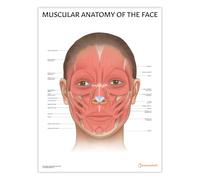AnatomyStuff, poster con anatomia muscolare del viso, 45 x 60 cm, 18 x 24 pollici, diagramma da parete per educazione estetista