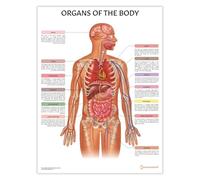 AnatomyStuff Poster con organi del corpo, 45 x 60 cm, anatomia umana, diagramma degli organi interni, poster di anatomia medica