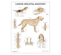 AnatomyStuff, poster con scheletro canino, 45 x 60 cm, anatomia e fisiologia veterinaria, scheletro di cane