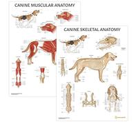 AnatomyStuff Poster di anatomia muscolare e scheletrica canina, confezione da 2, 45 x 60 cm, diagramma di biologia canina