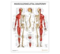 AnatomyStuff Poster di anatomia muscoloscheletrica, 45 x 60 cm, 18 x 24 cm, diagramma muscolare, anatomia scheletrica, poster del sistema scheletrico muscolare, biologia, scienza