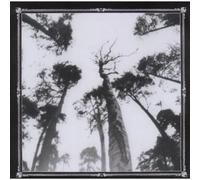 Ancestors Blood - When The Forest Calls