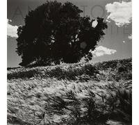 Ancestors - Invisible White