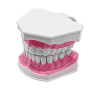 ANCLLO Modello di Dente 2 Volte Dentale Modello di Denti Grandi Studio di Insegnamento Dentale Modello di Dente di Spazzolatura per Insegnamento e Studio