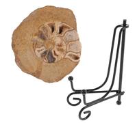 ANDRESLAD Modello di Ammonite Fossile 6-8 CM Supporto Decorazione per Collezione e Strumento Didattico di Geologia Esemplare Colorato per Apprendimento e Mostre Scientifiche