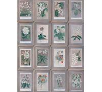Andrew Martin Carta da parati Floral - Curafl