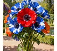 Anemone a crescita rapida/resistente al freddo/Anemone raro/Decorazione da giardino-4 PCS-G